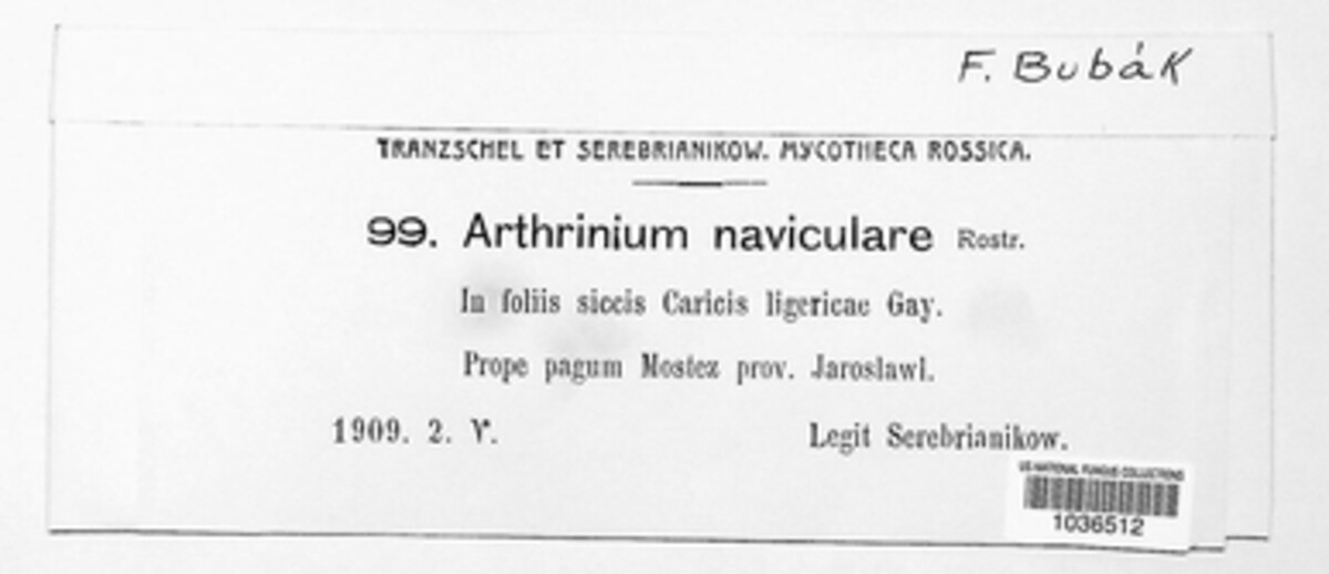Arthrinium naviculare image